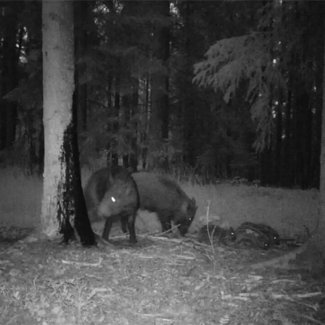 attractant pour sanglier